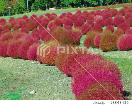 ひるがの高原コキアパークより 18343436