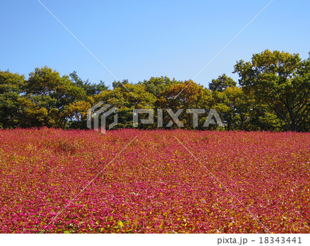 ひるがの高原コキアパークよりの写真素材