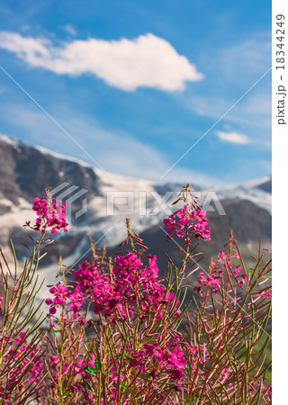 Swiss Apls with wild pink flowers 18344249