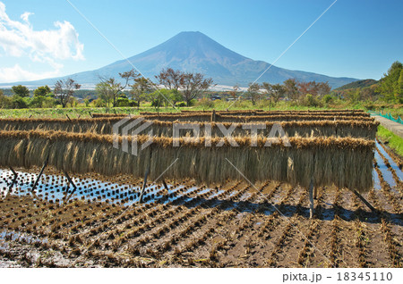 収穫の季節 18345110