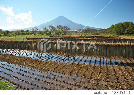 収穫の季節 18345111