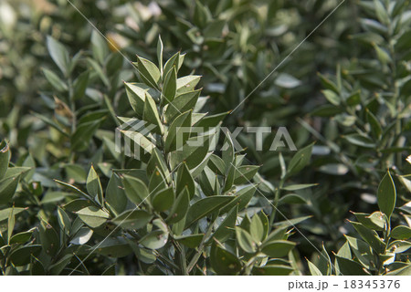 ナギイカダ 18345376