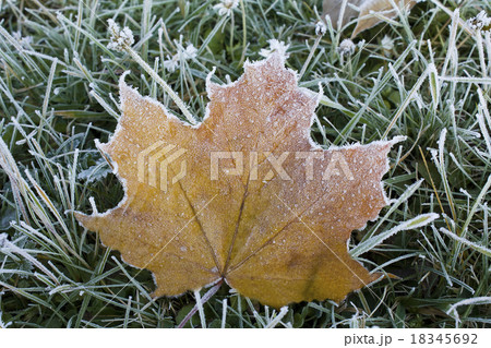 trees in autumn trees in autumn 18345692
