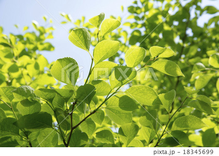 アオハダ 18345699