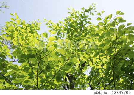 アオハダ アオハダ 18345702