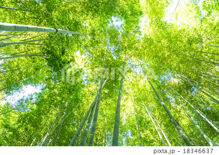 静寂の竹林 静寂の竹林 18346637