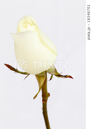 White rose on white background 18346701