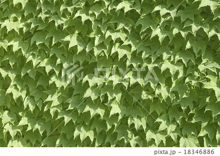 Ivy texture 18346886