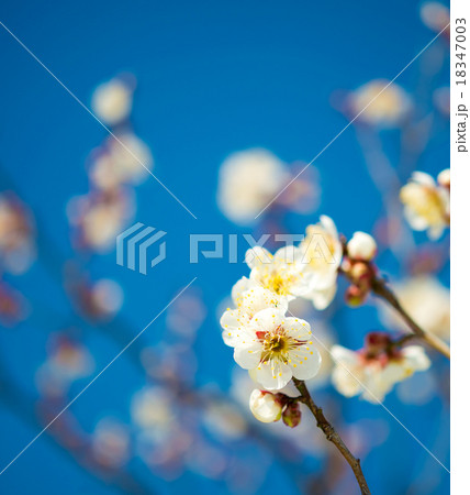 梅の花 18347003