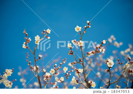 梅の花 18347053