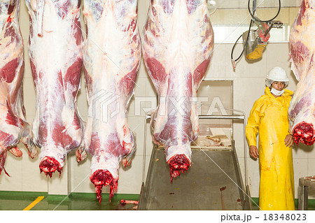 Slaughterhouse Scene With Butcher And Dead Animals Slaughterhouse Scene With Butcher And Dead Animals 18348023