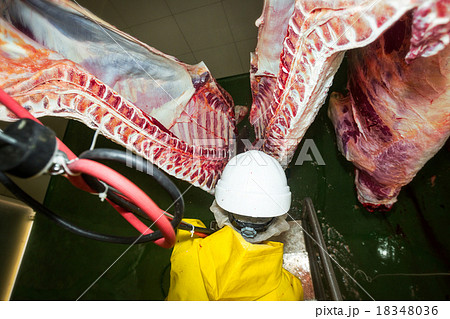 First Person View Of A Cattle Brisket Opening Saw First Person View Of A Cattle Brisket Opening Saw 18348036