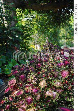 10月花　コリウス・シソ科87 18348145