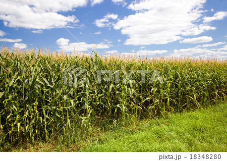grow corn grow corn 18348280