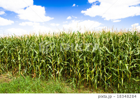 grow corn grow corn 18348284