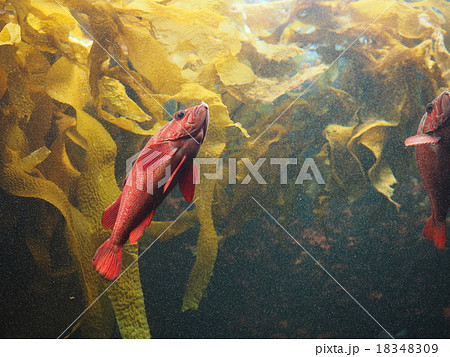 葛西臨海水族園の海藻と赤い海水魚 葛西臨海水族園の海藻と赤い海水魚 18348309
