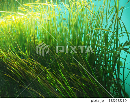 葛西臨海水族園で再現している東京湾アマモ場 18348310