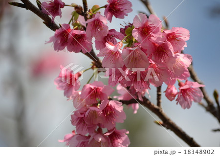 カンヒザクラ 18348902