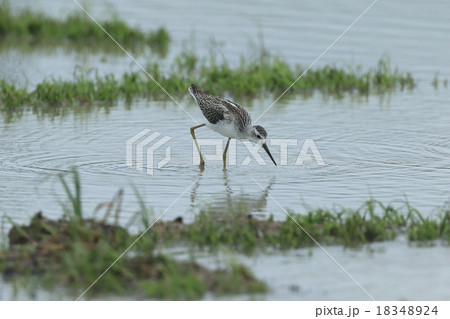 生き物　鳥類　コアオアシシギ、水を張った水田で採餌中。華奢でスマートな旅鳥です 18348924