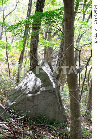 奇木の秋 18349064