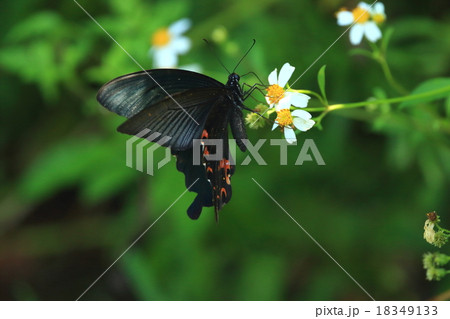 生き物 昆虫 クロアゲハ、石垣島の沖縄・八重山亜種です。蝶の少ない時期でもよく飛んでいます 生き物 昆虫 クロアゲハ、石垣島の沖縄・八重山亜種です。蝶の少ない時期でもよく飛んでいます 18349133