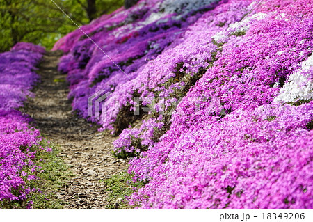 芝桜　東藻琴 18349206