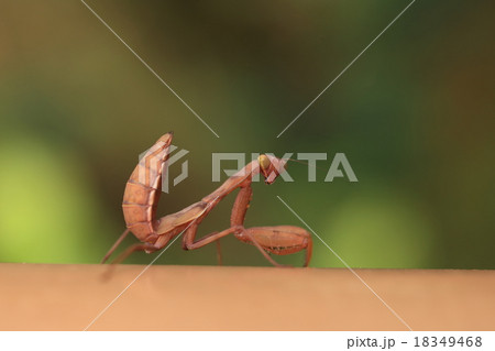 生き物　昆虫　ハラビロカマキリ、石垣島で出会いました。ずいぶん赤っぽい色をしています 18349468