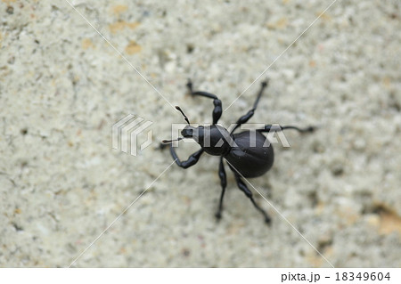 生き物 昆虫 クロカタゾウムシ 真っ黒で瓢箪型のゾウムシ 名前の通りとてつもなく硬いそうですの写真素材