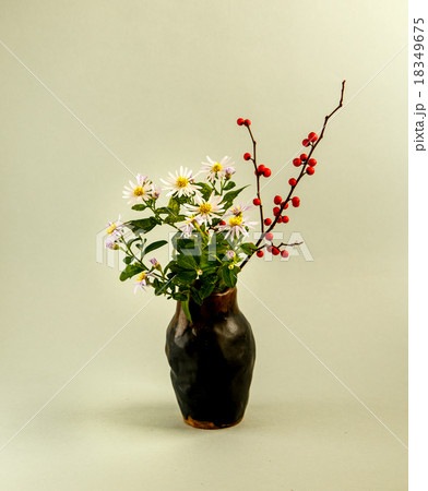 野菊 18349675