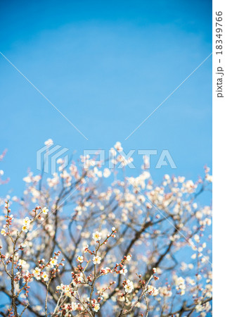 梅の花 18349766