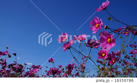 コスモスと青空 コスモスと青空 18350786