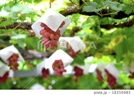 葡萄園　甲斐路 18350983