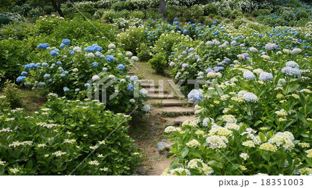 アジサイロード 18351003