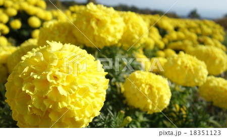 マリーゴールド マリーゴールド 18351123