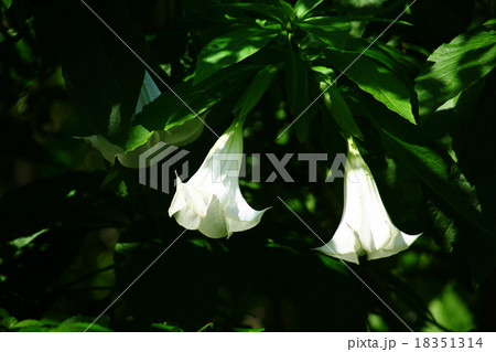 ラッパ形のダチュラの花 18351314