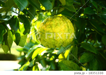 オニユズが色づく頃 18351330