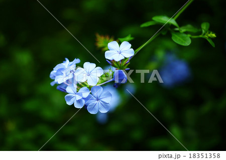 ルリマツリ　薄青色の花 18351358