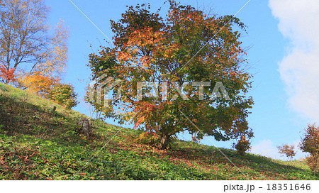 信州大峰高原七色かえで 信州大峰高原七色かえで 18351646