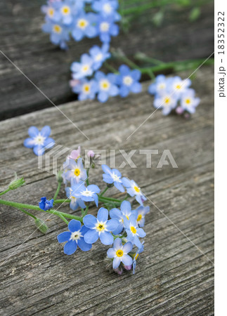 Forget-me-not flowers on wooden surface Forget-me-not flowers on wooden surface 18352322