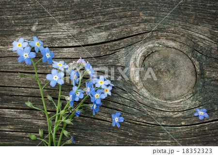 Forget-me-not flowers on wooden surface Forget-me-not flowers on wooden surface 18352323