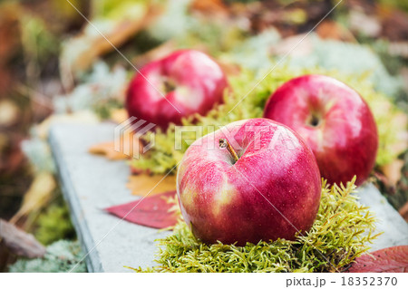 fresh apples on the moss fresh apples on the moss 18352370