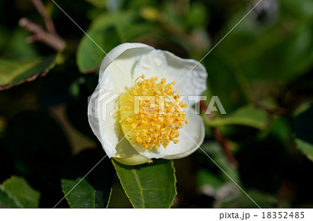 お茶の花 18352485