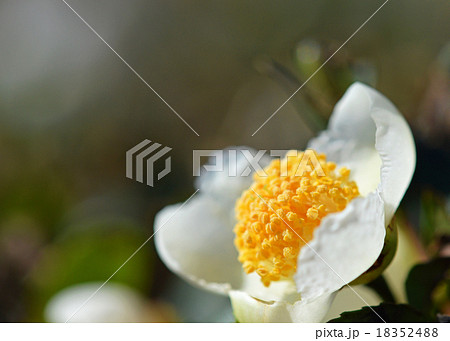 お茶の花 18352488