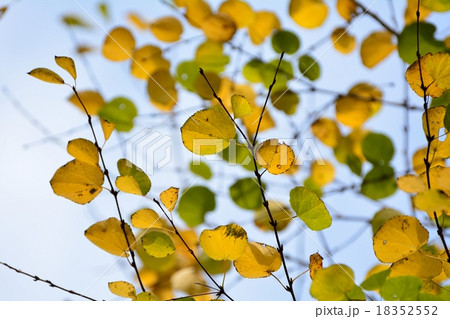 綿菓子の香りがする桂の黄葉 18352552