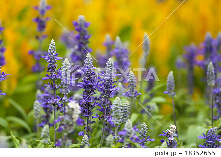 Blue Salvia in the yellow background 18352655