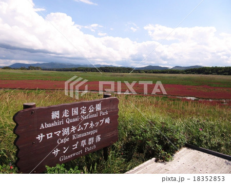 サンゴ草群生地 北海道 サンゴ草群生地 北海道 18352853