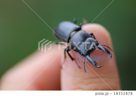 コクワガタ 18352878