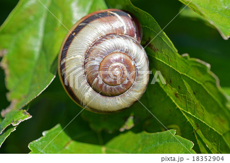 カタツムリ 18352904