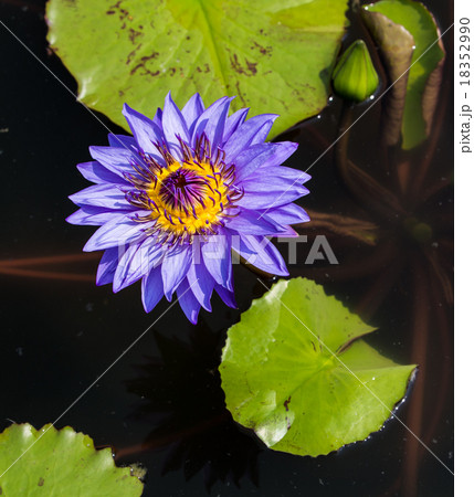 Big blue lotus in a dark water 18352990