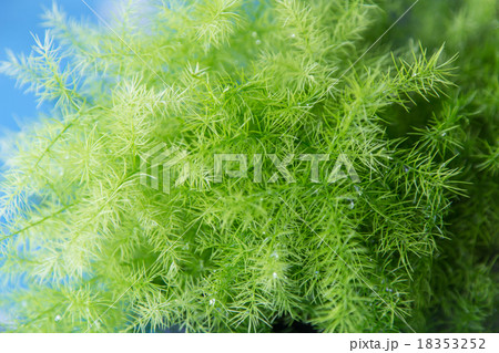 Small tree leafs in green color Small tree leafs in green color 18353252